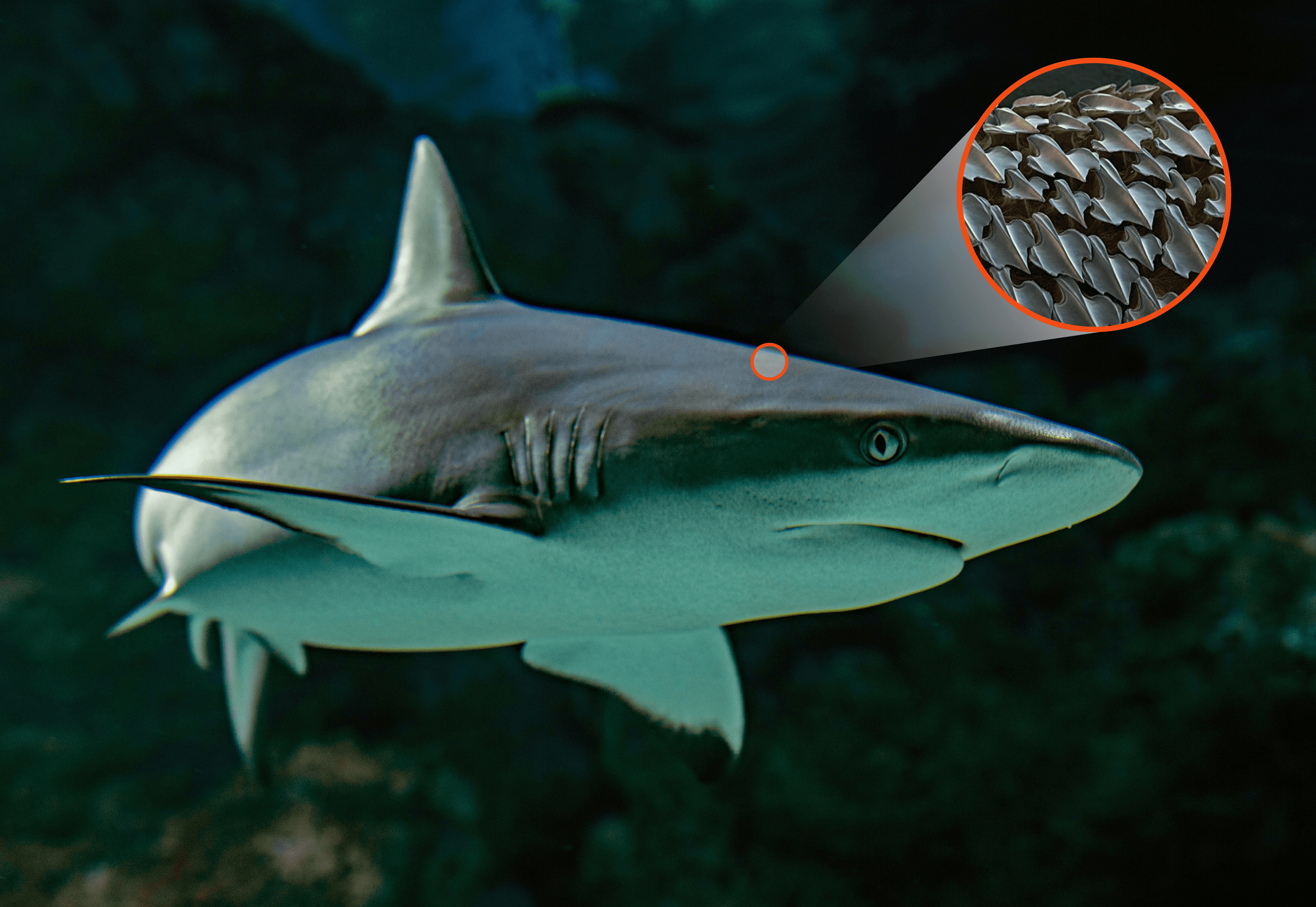 A shark with a magnified view of its denticle-covered skin